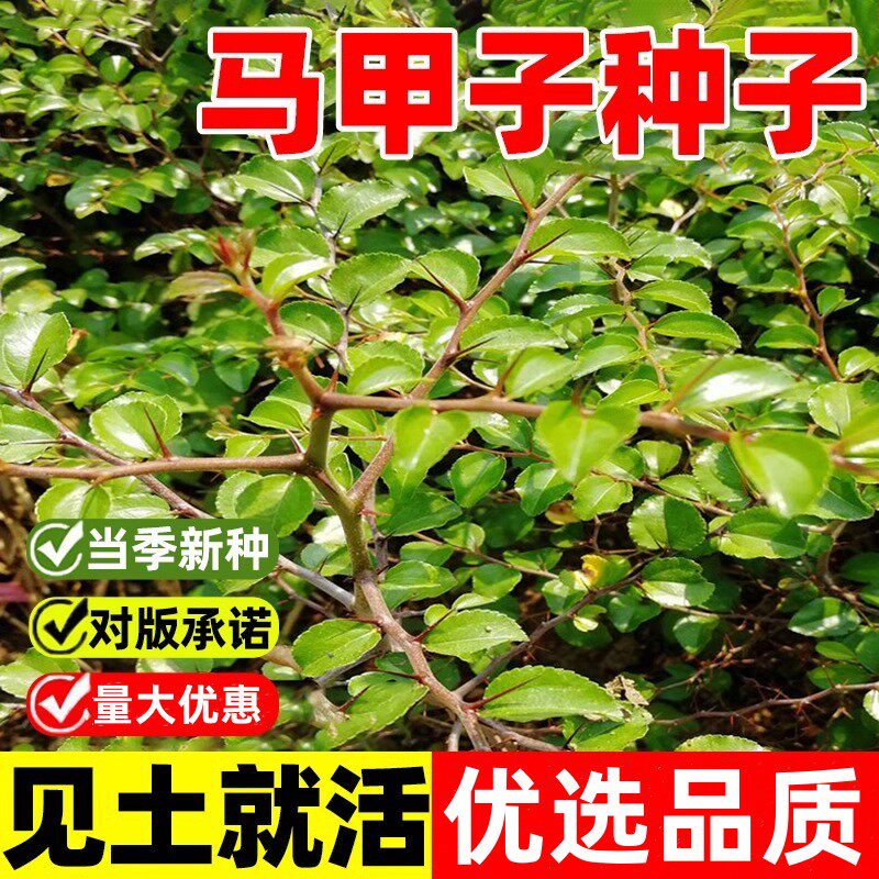 马甲子种子马甲子脱壳树种籽子铁篱笆铜钱树马鞍树棘盘子鸟不站刺