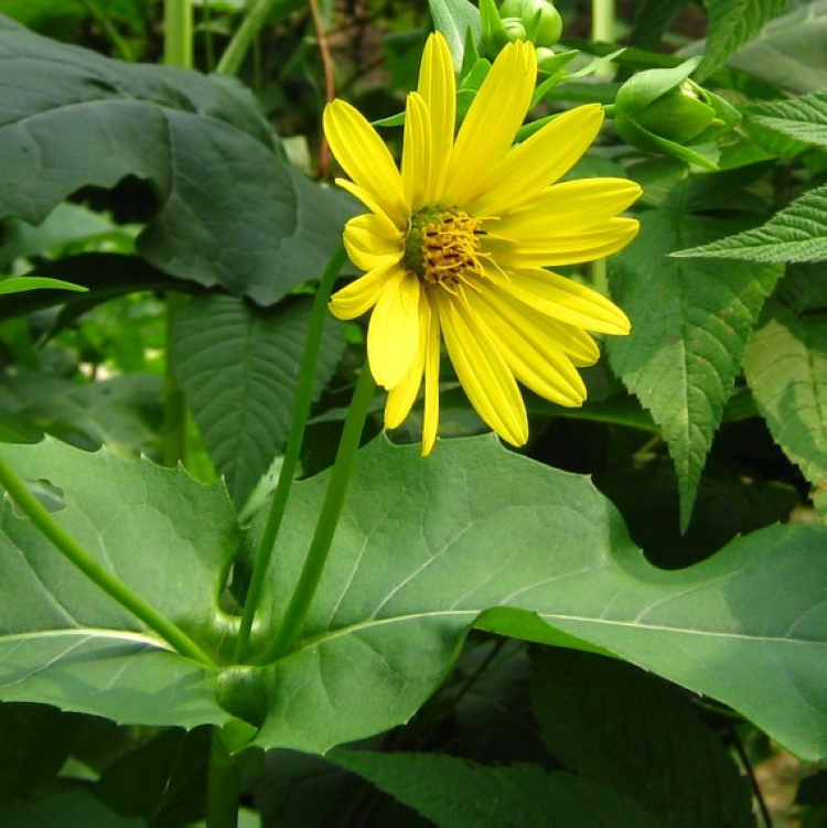 串叶松香草种子牧草多年生猪牛羊鹅食用华夏中华神菊教授菊种籽 鲜花速递/花卉仿真/绿植园艺 家庭园艺种子 原图主图