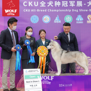 终身保犬瘟细小双血统哈士奇幼犬西伯利亚雪橇犬中型犬赛级冠军级