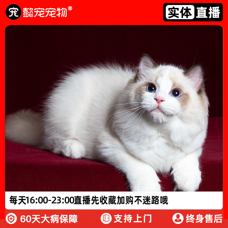 懿·宠蓝山双布偶猫幼猫纯种布偶猫活体火焰色宠物猫咪实体猫舍