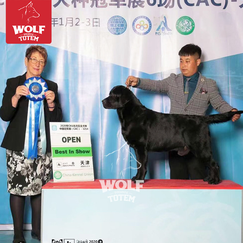 狼图腾双血统级拉布拉多幼犬纯种活体宠物狗狗导盲犬北京犬舍高性价比高么？