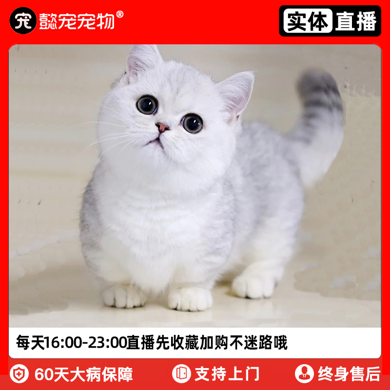 懿宠英短银渐层矮脚猫纯种幼猫活体纯种宠物猫咪活物上海实体门店