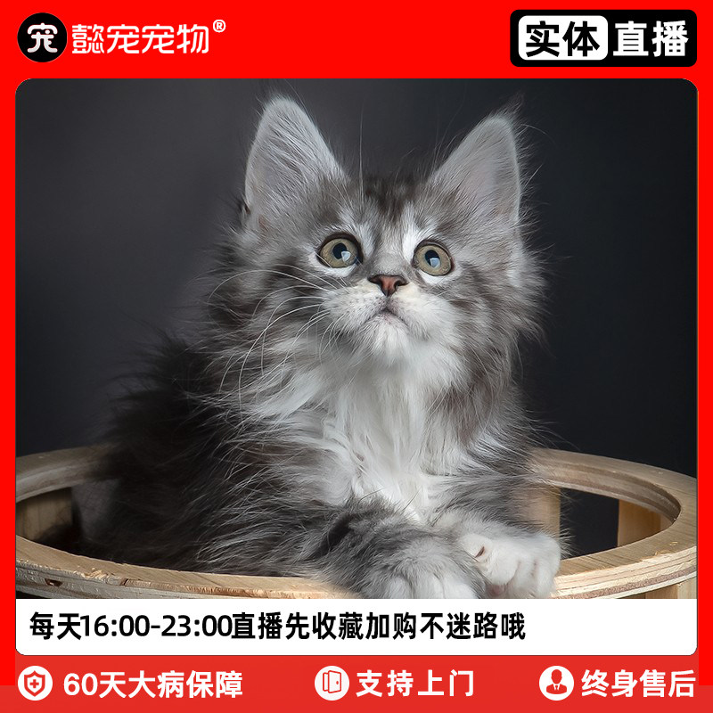 懿·宠缅因猫幼猫活体纯种库恩宠物猫咪活物缅因猫幼崽实体门店使用感如何?