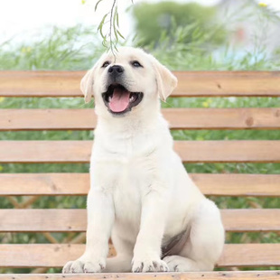 纯种拉布拉多幼犬导盲犬活体黑色黄色双血统金毛幼犬高智商宠物狗