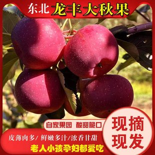 东北新鲜龙丰果大秋果海棠果沙果老人小孩孕妇都爱吃吉林苹果包邮