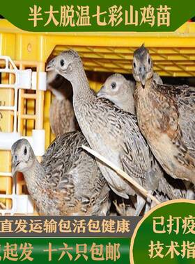 优质脱温七彩山鸡苗山鸡七彩脱温苗山鸡小鸡仔活体小山鸡活苗活体