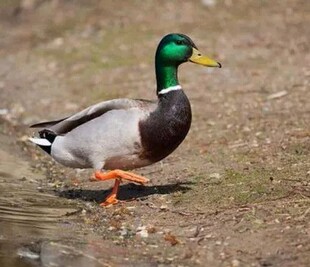 成年鸭鸭子活苗鸭二斤老鸭成年绿头鸭活体土鸭子绿壳蛋鸭下蛋鸭