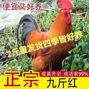 大种2斤九斤红正品大公鸡各种鸡苗正宗活的大红公鸡红玉公鸡土鸡