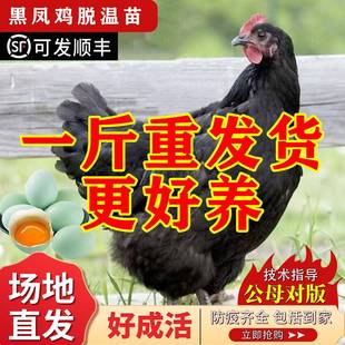 纯种一斤黑凤鸡活苗脱温绿壳蛋鸡活体小鸡活苗黑母鸡高产蛋鸡活苗