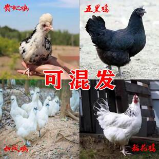 半大贵妃五黑白凤乌鸡稻花鸡鸡活苗土鸡苗小鸡活苗苗母鸡苗小鸡苗