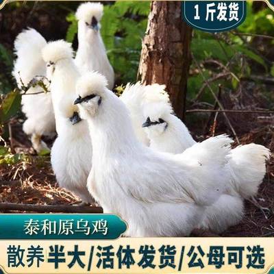 纯种泰和乌鸡活苗一斤农家乌骨鸡小鸡活苗脱温白凤乌鸡老品种土鸡