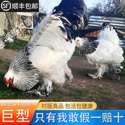 婆罗门鸡活苗纯种巨型进口大体梵天鸡脱温幼鸡大红袍观赏鸡宠物鸡