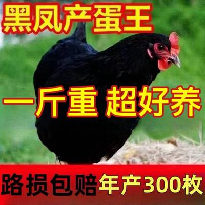 一斤红冠纯种黑凤鸡散养母鸡下蛋母鸡黑凤土鸡活苗脱温小鸡活苗