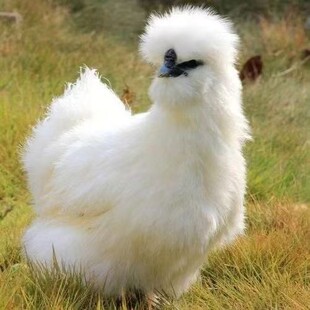 正宗一斤白凤乌鸡散养乌鸡泰和乌鸡苗活体脱温青壳鸡乌骨鸡小鸡仔