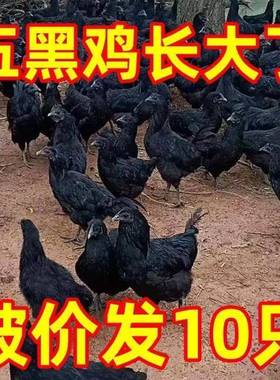 纯种1斤五黑鸡活苗五黑一绿壳蛋鸡活苗下蛋鸡苗脱温鸡小鸡仔活苗