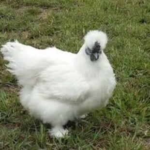 正宗泰和乌鸡种蛋一斤白凤乌鸡散养乌鸡泰和乌鸡苗活体脱温乌骨鸡