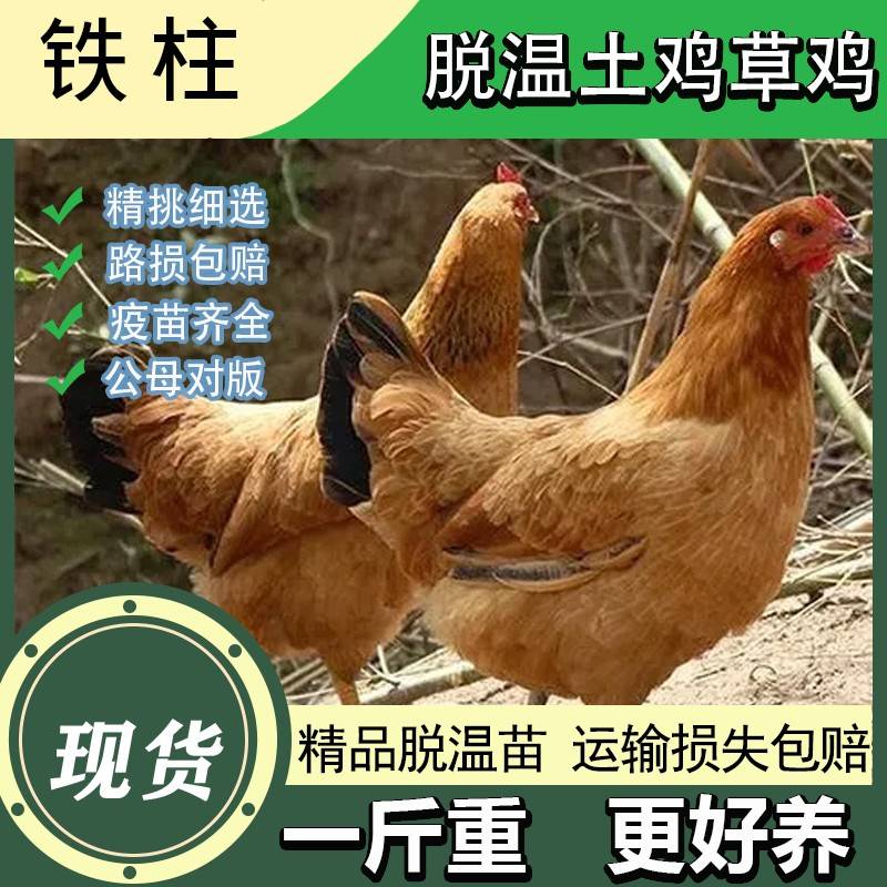 鸡活苗纯种土鸡活苗笨鸡活苗草鸡苗半大鸡脱温苗下蛋鸡草鸡老母鸡