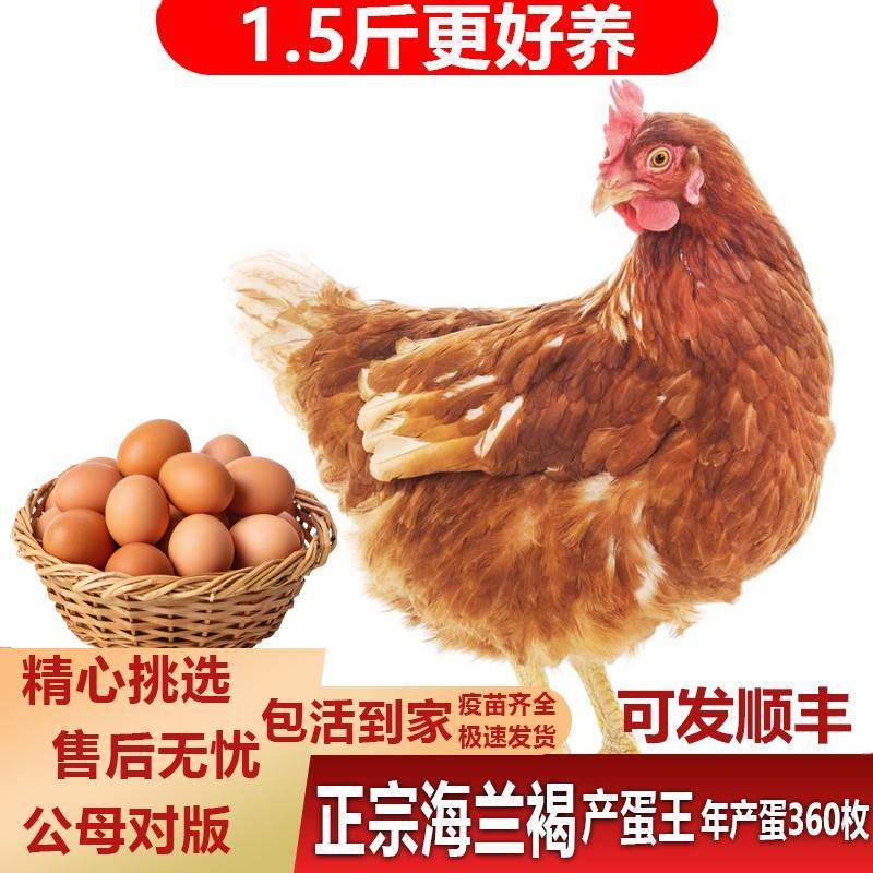 纯种海兰褐鸡活苗正宗高产蛋王小鸡活苗农家散养蛋鸡活苗脱温鸡苗,农用物资,动物种苗,淘宝优惠券,粉丝福利购,淘宝优惠卷