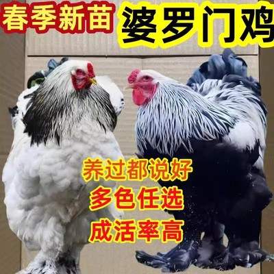 一斤正宗婆罗门梵天鸡苗活苗巨型纯种脱温观赏进口大型宠物小鸡苗