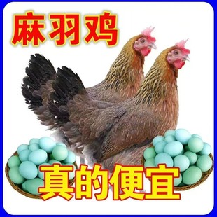 一斤正宗土鸡活苗麻羽农家散养绿壳蛋鸡高产蛋笨鸡土鸡苗
