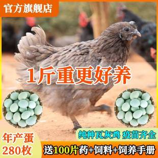 1斤现货纯种瓦灰鸡乌骨鸡苗散养绿壳蛋瓦灰鸡幼崽脱温鸡苗包活