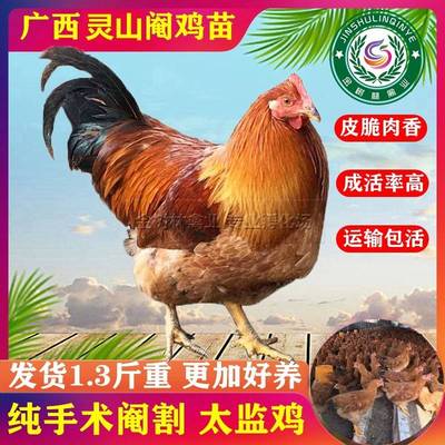阉鸡半大活苗正宗广西灵山土鸡太监腌鸡一斤三黄线鸡扇鸡公奄鸡仔