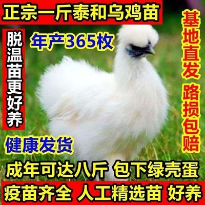 正宗一斤白凤乌鸡散养乌鸡泰和乌鸡苗活体脱温乌骨鸡 好养 耐活