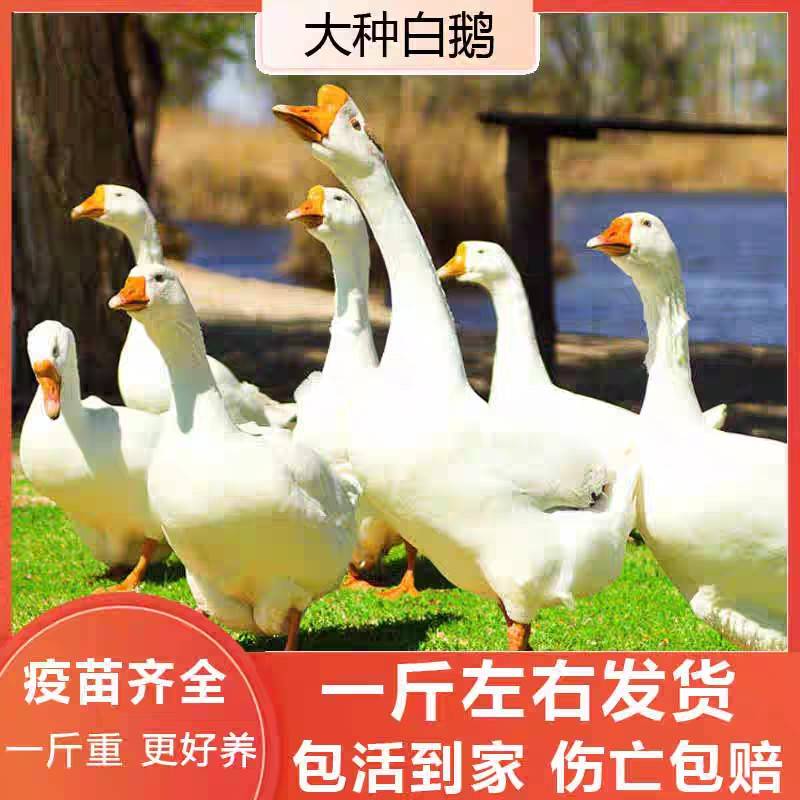 一斤鹅苗四季大白鹅产蛋草鹅小鹅活苗脱温鹅苗散养大白鹅包活到家