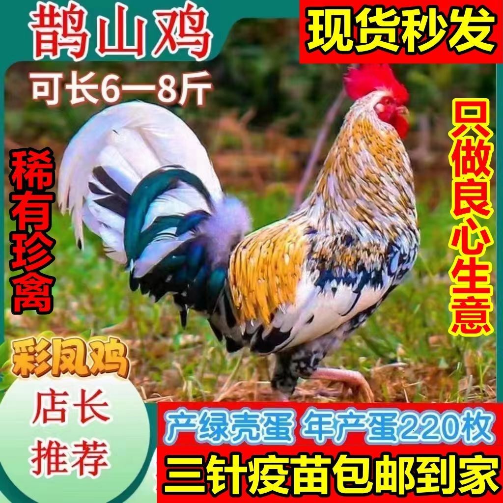 现货一斤鹊山鸡脱温鸡五彩鸡苗脱温绿壳蛋七彩散养鸡,农用物资,动物种苗,淘宝优惠券,粉丝福利购,淘宝优惠卷