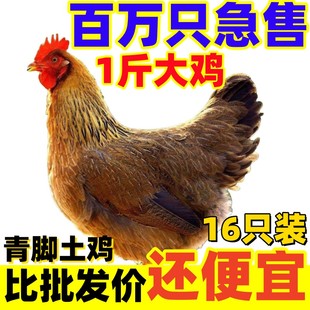正宗土鸡苗一斤大鸡苗活苗麻羽农家散养绿壳蛋鸡高产蛋笨鸡
