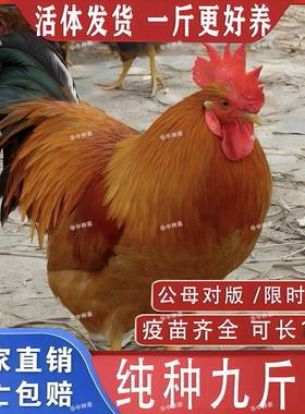 纯种九斤红红小鸡苗活苗巨型红公鸡脱温苗阉割小鸡仔现货红瑶鸡