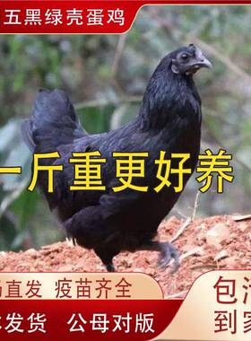 纯种一斤五黑鸡活苗绿壳蛋鸡五黑一绿鸡活体下蛋鸡苗脱温鸡小鸡仔