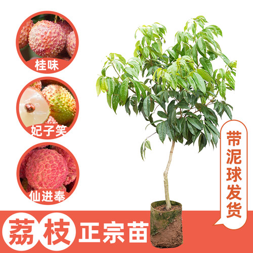 桂味荔枝树苗广西嫁接正宗妃子笑纯正易活品种晚熟树苗果苗包邮