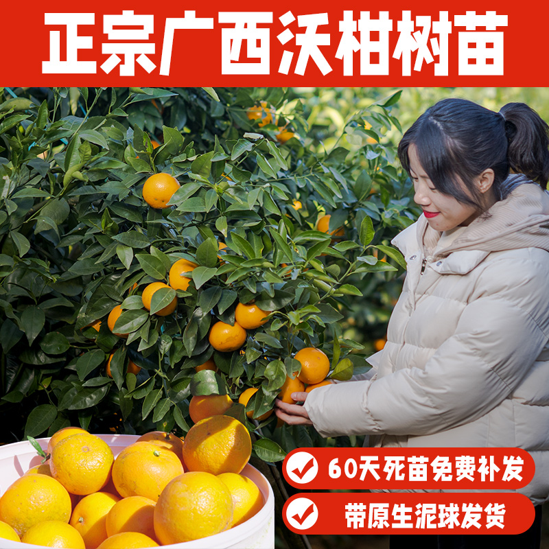 嫁接无核091沃柑果树苗