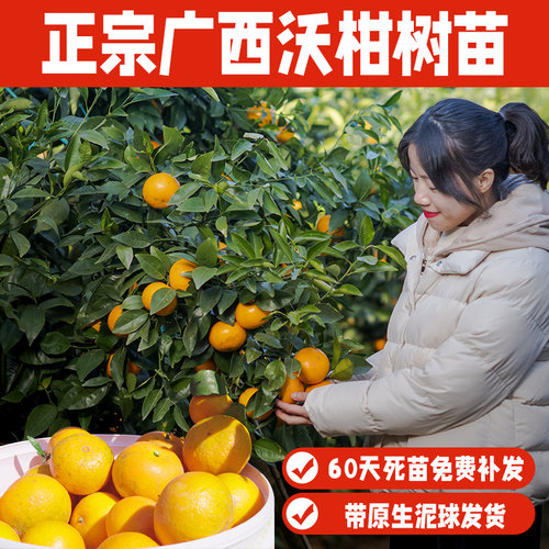 嫁接无核091沃柑果树苗