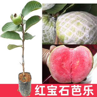 广西芭乐树苗红宝石无籽少籽红肉红心正宗嫁接番石榴易活