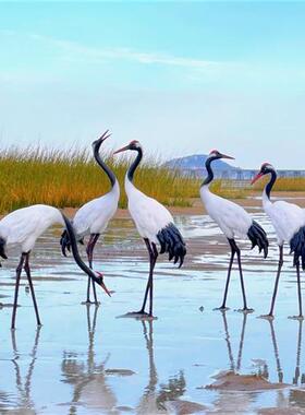 户外花园装饰仿真仙鹤玻璃钢庭院摆设水池造景丹顶鹤雕塑小品摆件