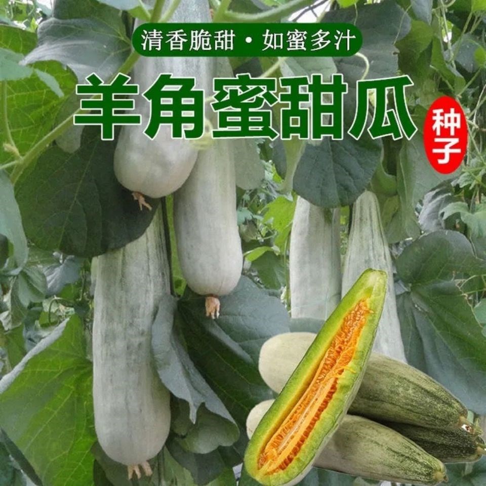 羊角蜜羊角脆甜瓜种子大全四季易种高产瓜果香瓜种籽香甜可口