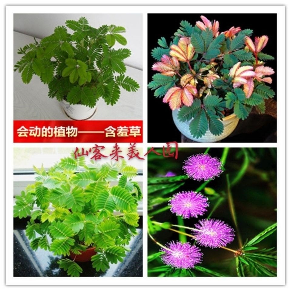 彩叶含羞草花种子 奇趣植物 害羞草盆栽植物阳台室内花籽四季易活