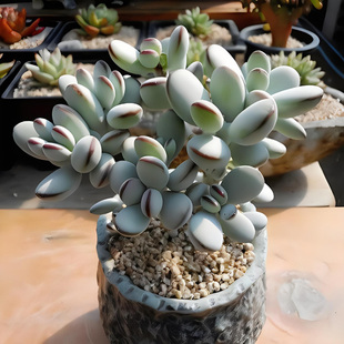 乒乓福娘群生老桩精品多头肉肉桌面绿植花卉萌肉基地直发