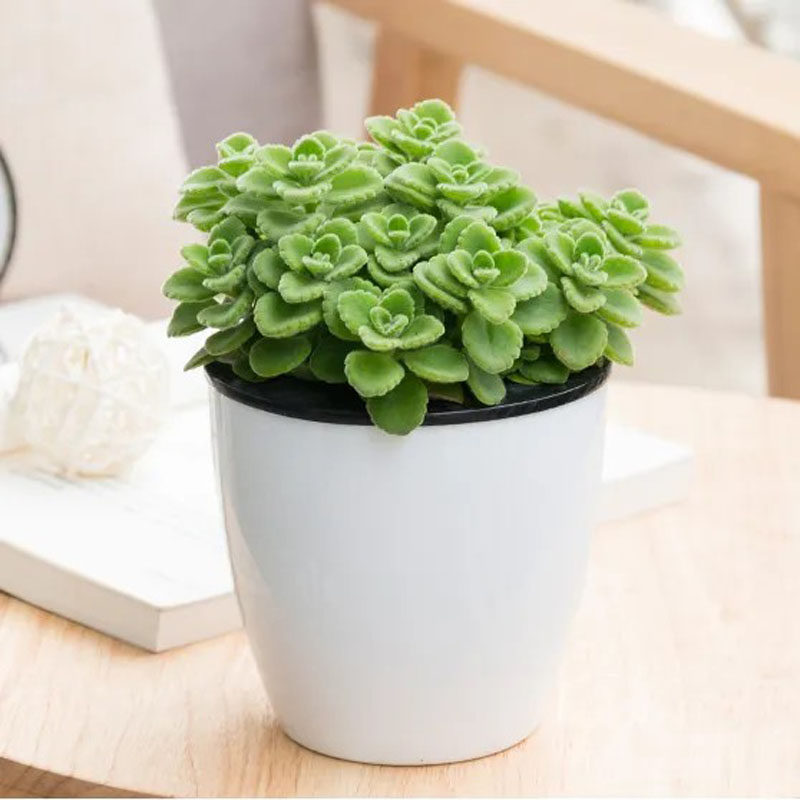 碰碰香盆栽可水培绿植淡淡清香提神醒脑驱蚊办公室桌面好养活薄荷