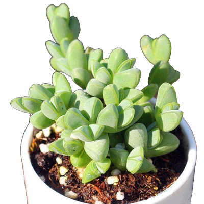 鹿角海棠大老桩群生手捧花
