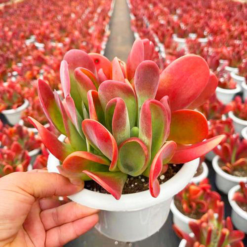 火狐狸多肉 红色精品贵货肉肉稀有品种巨型大棵好养植物