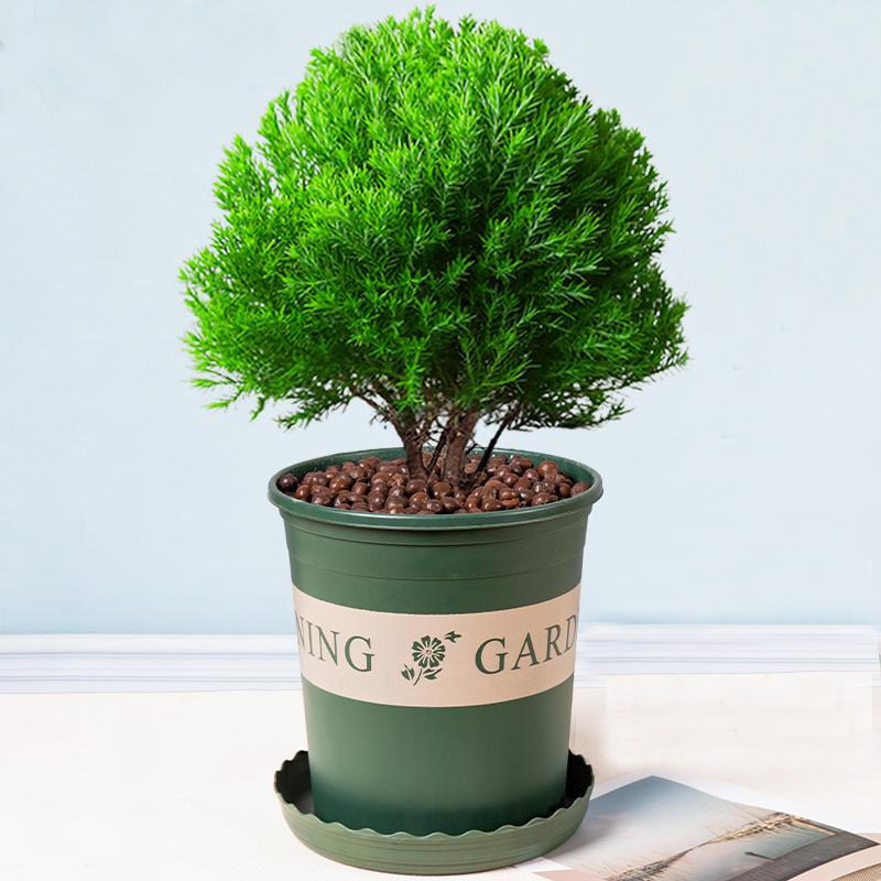 雾松盆栽盆景四季常绿室内阳台好养活绿植雾凇净化空气花卉植物