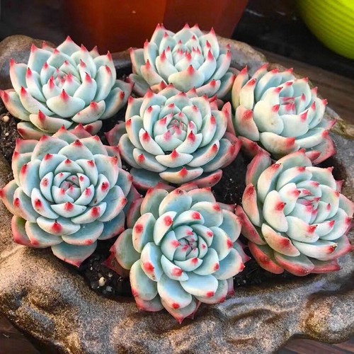 吉娃娃精品多肉大单头