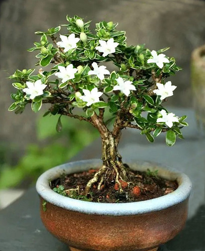 6月前后开花盆景六月雪造型桩