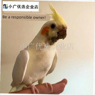 鹦鹉防烫灯罩鹦鹉保温灯过冬加热灯鹦鹉过冬神器T鸟笼取暖器防咬\