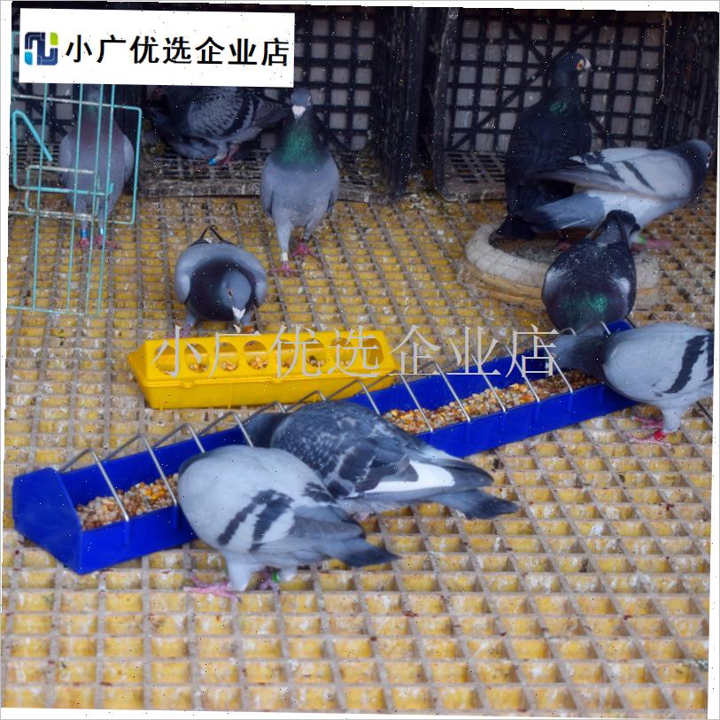 鸽子用品用具信鸽食槽鸟食槽自动喂 食器防O撒带盖子食盒饲料鸽/