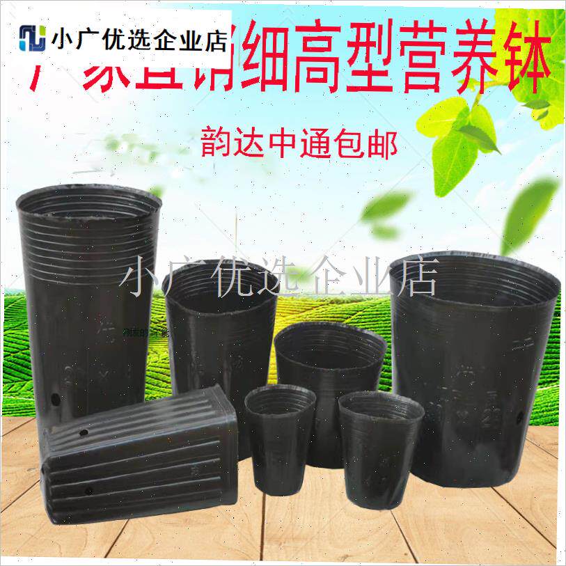 脐橙杯柑橘杯细长形加厚加高黑色一次H性营养钵营养杯沃甘提根蔷\