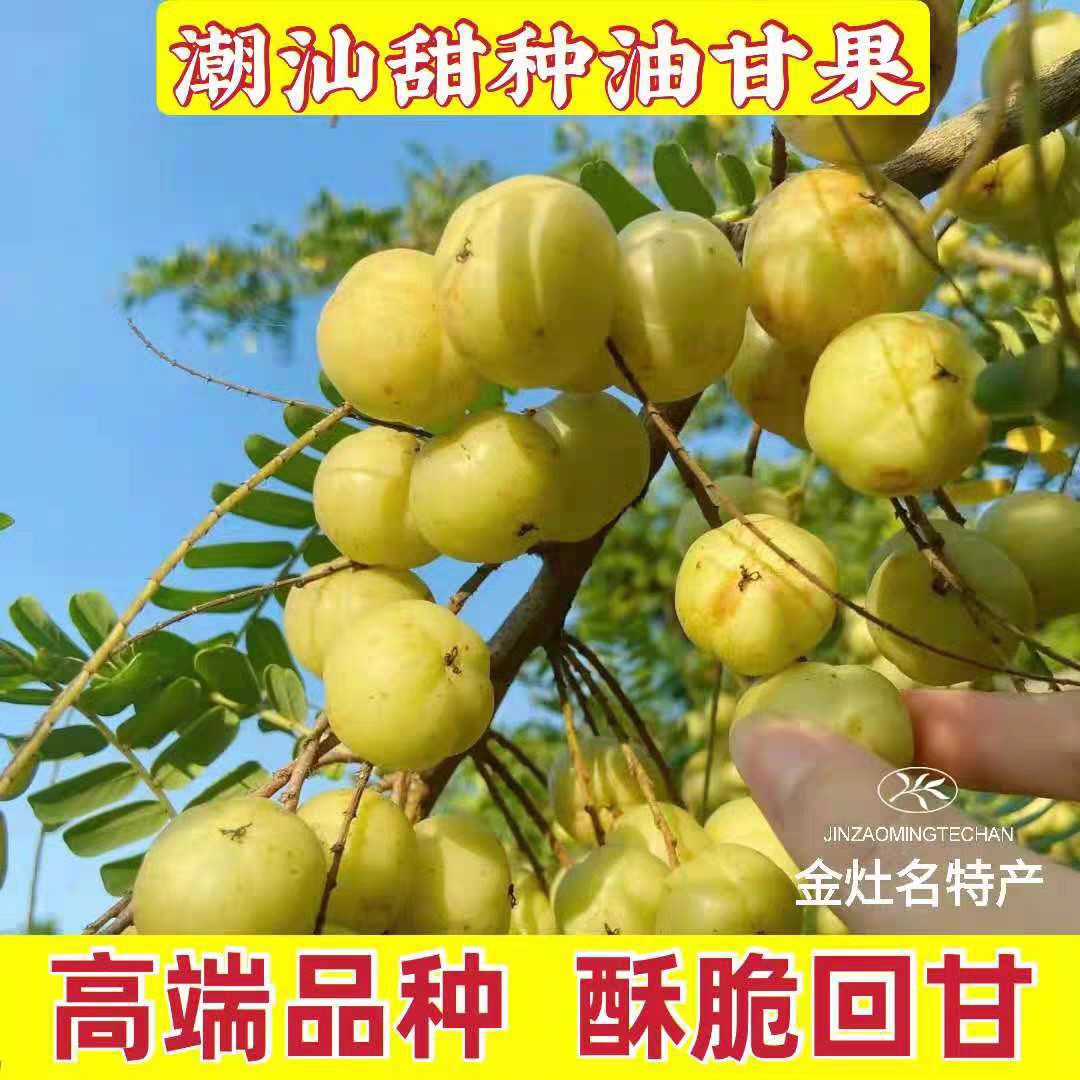 潮汕丙甜油甘果新鲜生吃牛甘余甘果甜种玉油甘孕妇回甘水果油柑